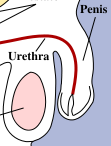 Image of a penis before taking penis reducing placebos